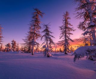 finland lapland purple sunset taiga forest istk