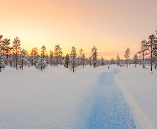 finland lapland sunset taiga forest istk