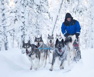 finland nellim husky sledding winter