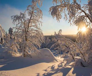 finnish lapland heavy snow in forest istk