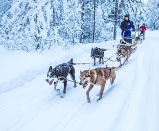 finnish lapland husky safari from beana laponia