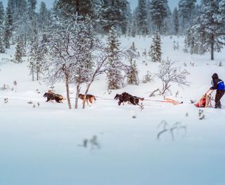 finnish lapland husky sledding at star arctic hotel