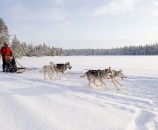 finnish lapland husky sledding vf