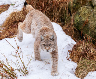 finnish lapland ranua lynx in snow rwp