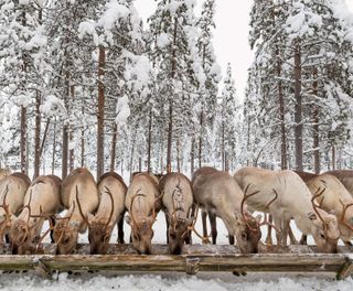 finnish lapland ranua reindeers feeding