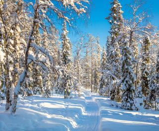 finnish lapland snowcovered forest trail istk