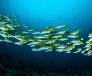 french polynesia rangiroa schoolfish istk