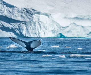 greenland disko bay humpback whale tail vg