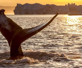 greenland whale tail sunset vg