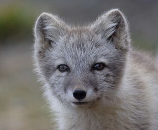 greenland wildlife arctic fox in summer vg