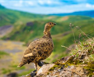 iceland birdlife rock ptarmigan thorsmork istk