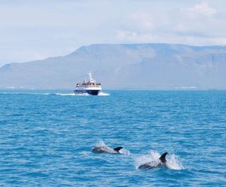 iceland dolphins and whale watching boat off reykjavik eld