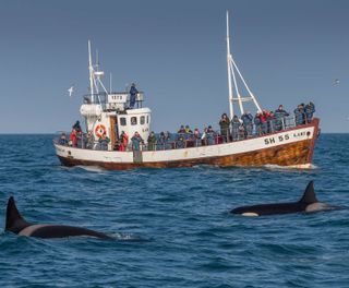 iceland grundarfjordur whale watching aboard laki rth