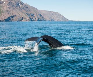 iceland husavik humpback whale tail fluke istk