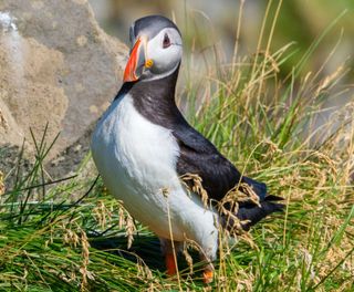 iceland puffin istk