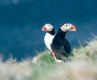 iceland puffins cliff edge gt