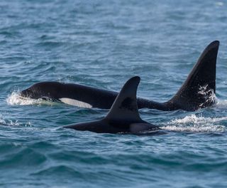 iceland snaefellsnes orcas grundarfjordur rth