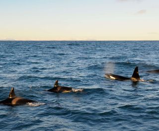 iceland snaefellsnes pod of orca istk
