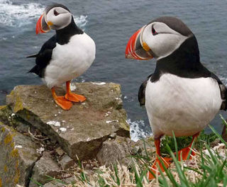 iceland west fjords latrabjarg cliffs puffins client mt