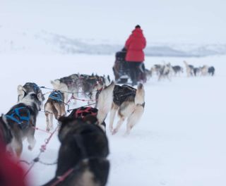 lapland husky sledding from drivers point of view istk