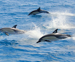 new zealand bay of plenty dolphins bopt