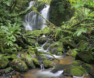 Catlins Coast Forest Park