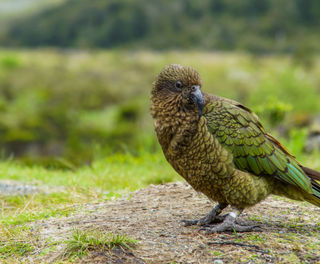 new zealand fiordland kea istk