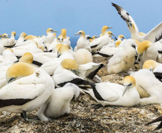 new zealand hawkes bay cape kidnappers gannet colony istk