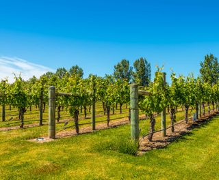 new zealand hawkes bay vineyard istk