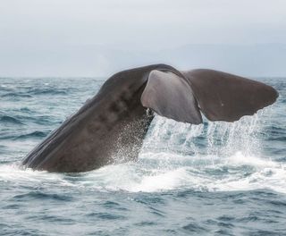 new zealand kaikoura diving sperm whale istk