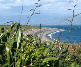 new zealand kapiti island coastline ls