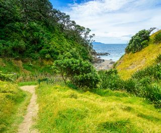 new zealand pathway to beach coromandel istk