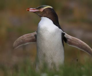 new zealand stewart island yellow eyed penguin istk