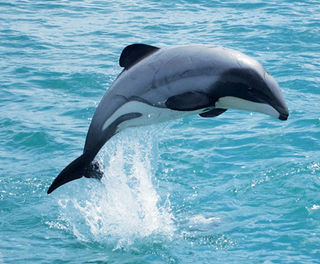 new zealand wildlife hectors dolphin bcc