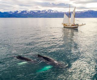 north iceland hildur humpback whales ns nick bondarev