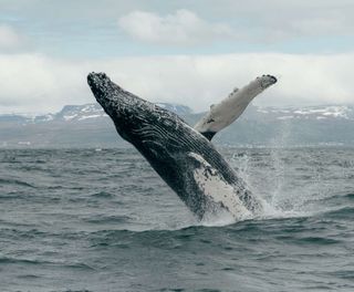 north iceland humpback whale breaching husavik gt