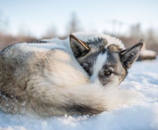 northern norway husky curled up in snow istk