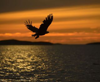 norway white tailed eagle silhouette at sunset istk