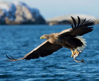 norway white tailed sea eagle istk