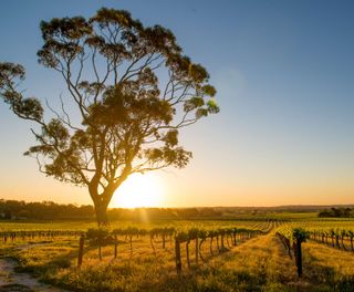 south australia sunset over barossa valley vineyard istk