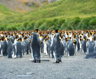 south georgia king penguins on beach istk