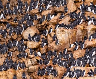 spitsbergen brunnichs guillemots alkefjellet birdcliff istk