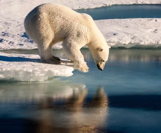 spitsbergen polar bear admiring reflection astk