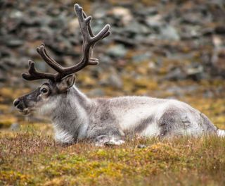 svalbard wild reindeer sitting on tundra istk