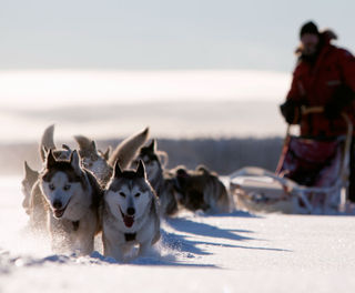 sweden lapland husky sledding vs