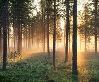 Sunlight filtered through forest in Varmland