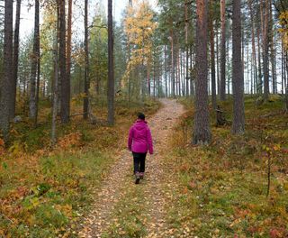 swedish lapland autumn hike in boreal forest gr