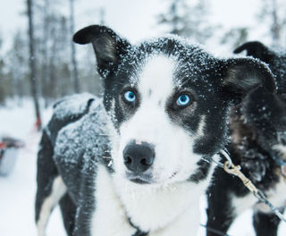 swedish lapland icehotel blue eyed husky gte