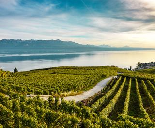 switzerland terraced vineyards lavaux maude rion