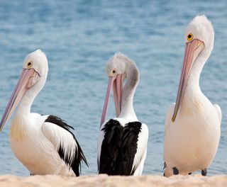 western australia monkey mia pelicans istk